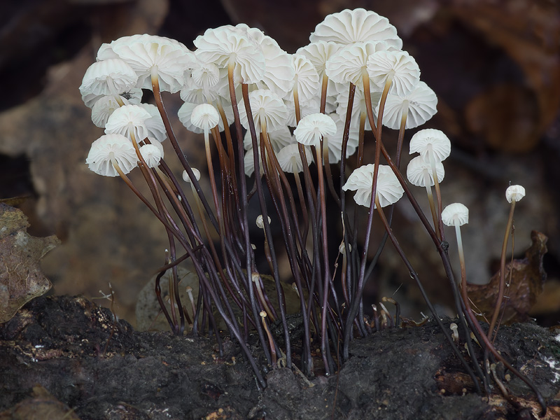 Marasmius rotula